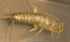 riesen Silberfisch