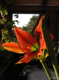 H. aulicum Dez.2012