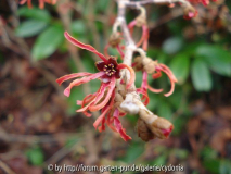 2013-01-06 Ruby Glow