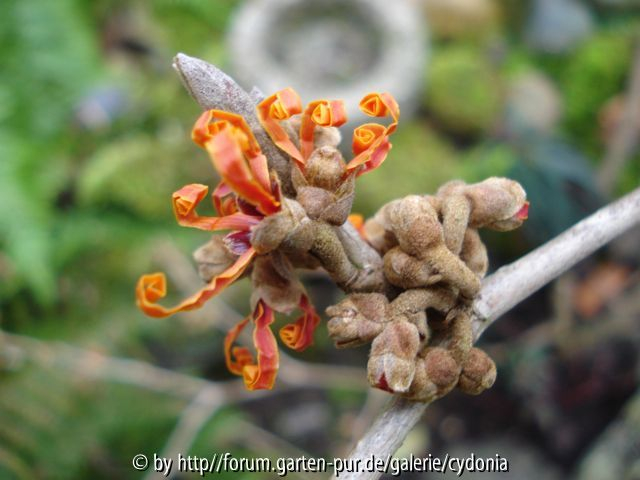 2013-01-06 Aphrodite