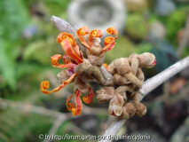 2013-01-06 Aphrodite