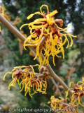 2013-01-06 Vesna