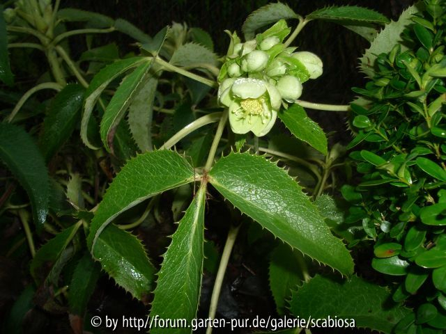 Helleborus foetitus, Jan.2013