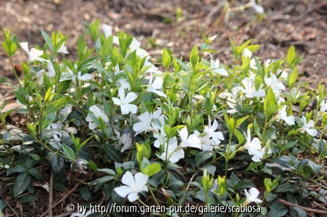 Vinca, alba