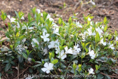 Vinca, alba