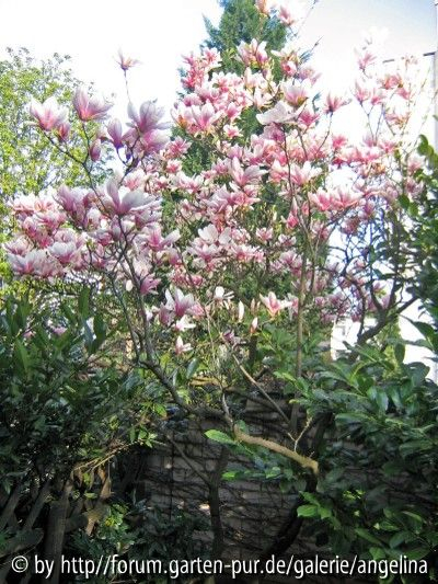 Magnolie, 26.04.2006