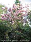 Magnolie, 26.04.2006