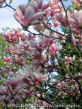 Magnolie, 26.04.2006