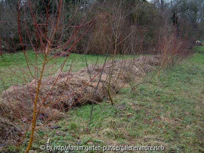 Reihe verschiedener Flecht- und Zierweiden