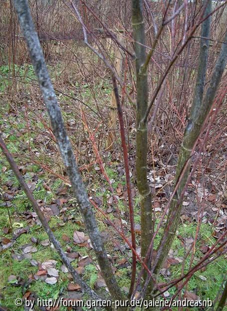 Salix acutifolia Blue Streak - Januar 2013