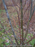 Salix acutifolia Blue Streak - Januar 2013