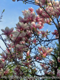 Magnolie, 26.04.2006