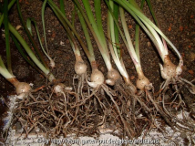 Hippeastrum blossfeldiae