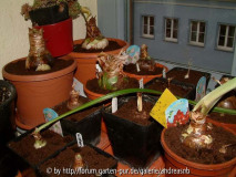 Hippeastrum - Fensterbrett
