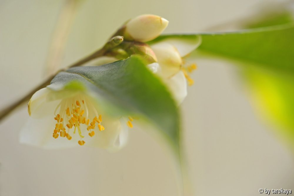 C.tsaii 1/13