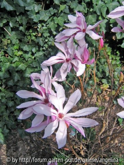 Magnolie Susan, 26.04.2006