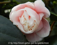 Anemoniflora Carnea  1   jan 13.jpg