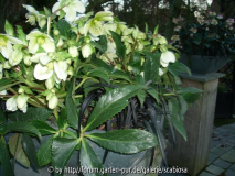 Helleborus als Kübelpflanze