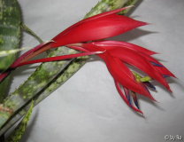 Billbergia Hybr. 'Fascinator!