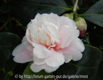 Anemoniflora Carnea 15 Jan 13.jpg