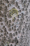 Belgien: Rindendetails