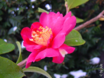 DSCN6246.JPG
