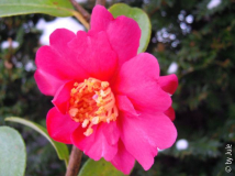 DSCN6245.JPG
