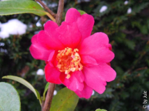 DSCN6244.JPG