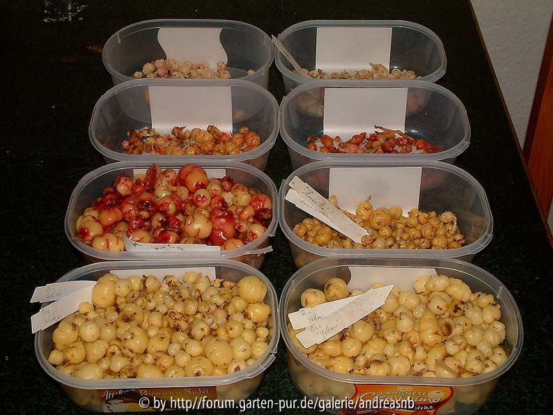 Oca-Vergleich-2