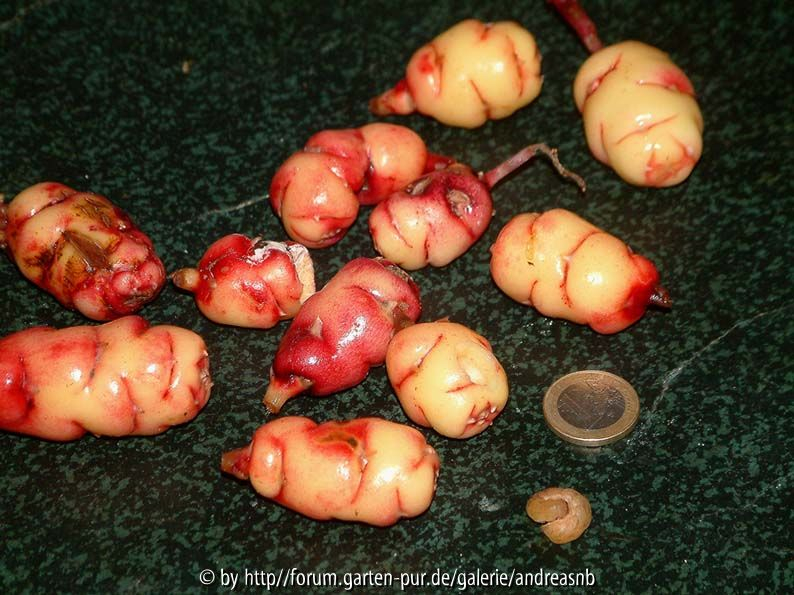 Oca - New Zealand mit Raupe