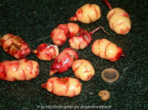 Oca - New Zealand mit Raupe