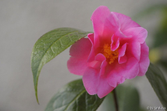 china lady2 1/13
