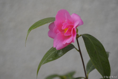 china lady 1/13