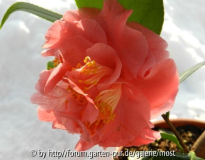 Ack scent jan 13.jpg