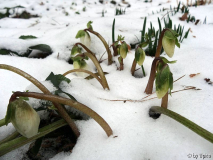 Helleborus nigerDSC00778.jpg