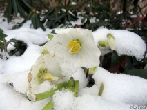 Helleborus nigerDSC00776.jpg