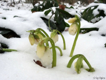 Helleborus nigerDSC00775.jpg
