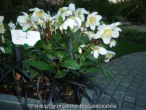 H. 'Jacob'
