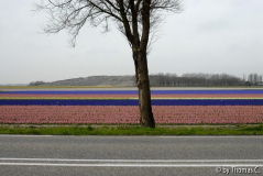 Niederlande Blumenfelder 01