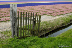 Niederlande Blumenfelder 02