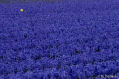Niederlande Blumenfelder 03