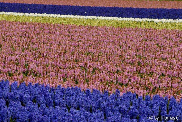 Niederlande Blumenfelder 04