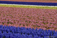 Niederlande Blumenfelder 04