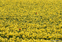 Niederlande Blumenfelder 05