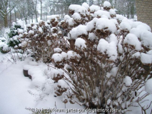 21.01.2013 Hortensienhecke