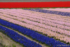 Niederlande Blumenfelder 06