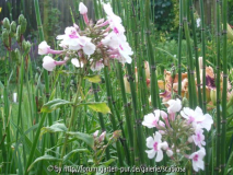 Equisetum unbekannt