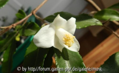 Salicifolia 2.jpg