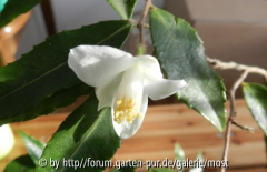 Salicifolia 1.jpg