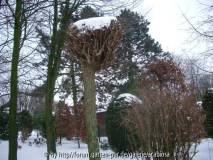 Baumschnitt (Kugel-Robinie/Akazie)